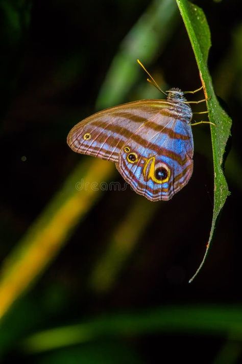 Giant Caligo Oileus Butterfly, the Owl Butterfly, Amazonian Rainforest, in Cuyabeno National Park in South America Stock Photo - Image of amazonian, eyespot: 94538362 Glasswing Butterfly, Owl Butterfly, National Parks America, Editorial Illustration, Blog Photo, Ecuador, South America, National Park, Photo Image