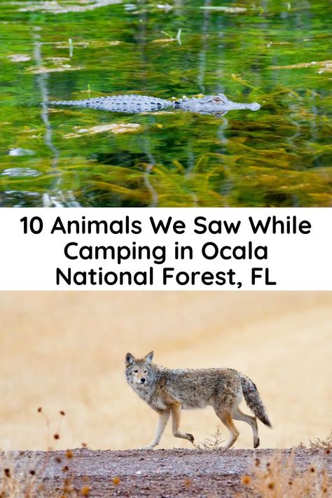 10 ANIMALS WE SAW WHILE CAMPING IN OCALA NATIONAL FOREST - FL Ocala National Forest, 10 Animals, Florida Camping, Florida State Parks, Ocala Florida, Camping Nature, Black Bears, Camping Ideas, Amazing Animals