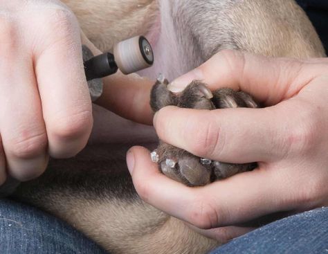 Cut Dog Nails, Trimming Dog Nails, Paw Care, Dog Nail Clippers, What Kind Of Dog, How To Cut Nails, Dog Cuts, Getting A Puppy, Dog Nails