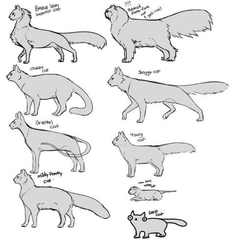 Warrior Cats Character Design, How To Draw A Warrior Cat, How To Draw Warrior Cats, Warrior Cats Drawing Base, Warrior Cats Base, Lukisan Haiwan, Cat Drawing Tutorial, Cats Art Drawing, Cat Anatomy