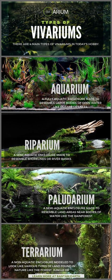 Terrarium Aquarium Diy, 6 Gallon Cube Aquascape, Aquarium Room, Plant Aquarium, Tanaman Air, Cactus Terrarium, Fish Tank Terrarium, Taman Air, Aquascape Design