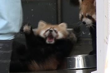 Next time you have an opportunity to surprise a baby red panda, don't pass it up. They do good stuff when you surprise them, it turns out. Real good stuff. Red Panda Scared, Baby Red Panda, Red Panda Baby, Baby Surprise, Panda Gif, Panda Baby, Surprise Baby, Baby Red, Panda Funny