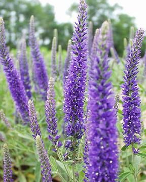 Veronica (Speedwell) spicata Coerulea 5,000 seeds Veronica Plant, Veronica Spicata, Summer Hill, Bees And Butterflies, Ground Covers, Perennial Vegetables, Purple Garden, Mid Summer, Rich Purple