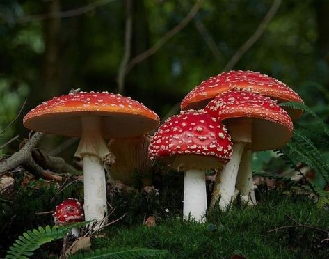 Mushrooms Photos, Mushroom Wallpapers, Red Cap Mushroom, Fantastic Fungi, Mushroom Aesthetic, Fly Agaric Mushroom, Botanical Inspiration, Mushroom Wallpaper, Amanita Muscaria