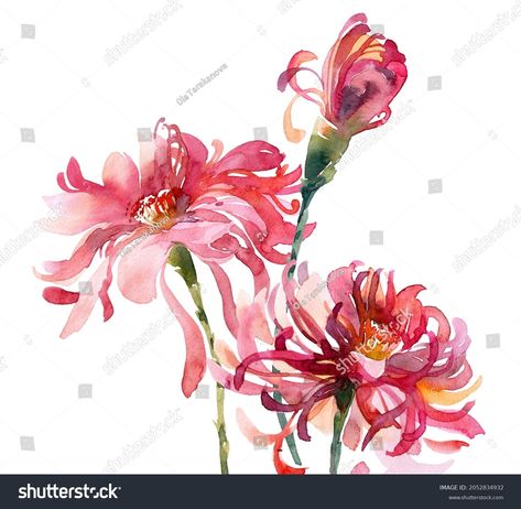 Watercolor Illustration Chrysanthemum Bouquet Pink Flowers Stock Illustration 2052834932 | Shutterstock Watercolor Chrysanthemum, Chrysanthemum Watercolor, Chrysanthemum Bouquet, Loose Watercolor Flowers, Loose Watercolor, Channel Art, Schedule Design, Adventure Camping, Color Palette Generator