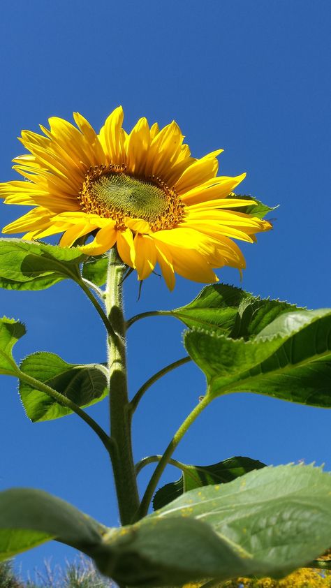 Mammoth Russian Sunflowers grow to be 10 feet tall! Looking forward to gorgeous beauties this year... Mammoth Sunflower, Sunflower Photography, Sunflower Pictures, Acrylic Paintings, Landscaping Ideas, Looking Forward, Painting Inspiration, Summer Days, Phone Wallpaper