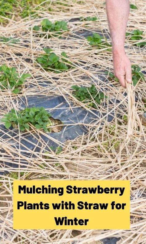 Strawberry Bed, Strawberry Beds, Fall Prep, Gardening Tricks, Berry Garden, Winter Care, Planting Tips, Food Gardening, Strawberry Garden