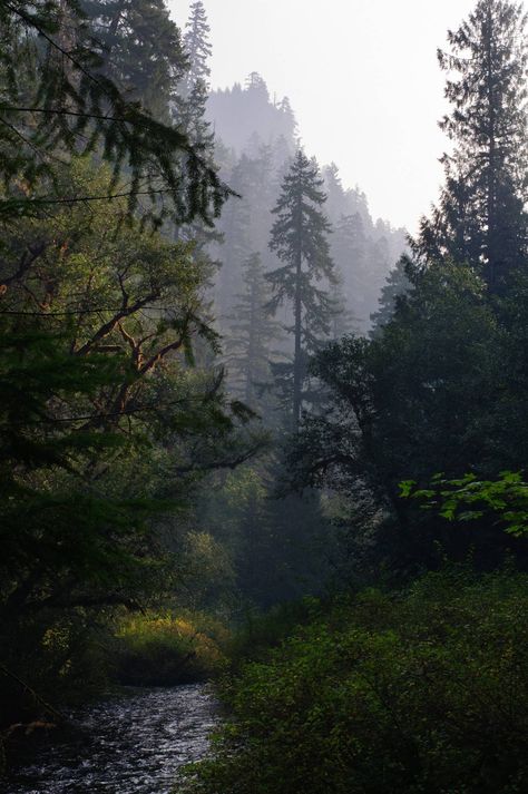 Yes, I'd like a little cottage with a front porch here please :) Lost Creek, Willamette National Forest, Oregon Forest Oregon, Oregon Forest, Laser Tattoo, Laser Tattoo Removal, Tattoo Removal, Pine Trees, National Forest, Oregon, Forest