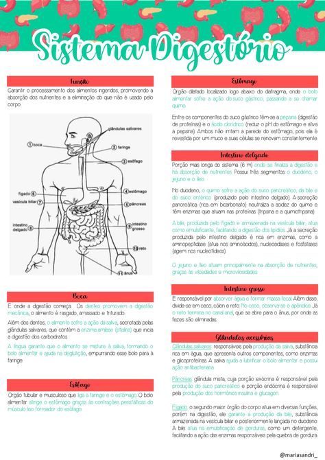 [BIOLOGIA] visão geral, órgãos e funções de cada estrutura do sistema responsável pela digestão e absorção dos nutrientes Med School Motivation, Med School, Bullet Journal Doodles, Journal Doodles, Study Inspiration, School Motivation, Study Tips, Biology, High School