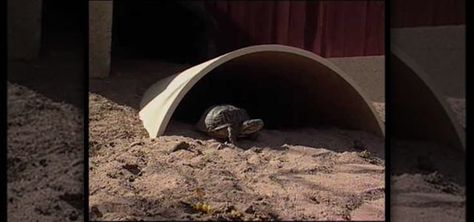 If you need to make a desert tortoise habitat you should be sure to do it properly since they are endangered animals. Desert tortoises like to eat plants because 90% of their diet should come from natural grasses. You should make sure they have dandelion, muellen and a bit of alfalfa. You can also feed them lettuce and make sure they get the right vitamins. You also need to make sure the soil is right for the desert tortoise. To build a habitat properly you need PVC pipes and slice these in half Desert Tortoise Habitat Outdoor, Desert Tortoise Habitat, Desert Turtle, Tortoise Garden, Turtle Pets, Turtle Enclosure, Box Turtles, Russian Tortoise Diet, Tortoise House