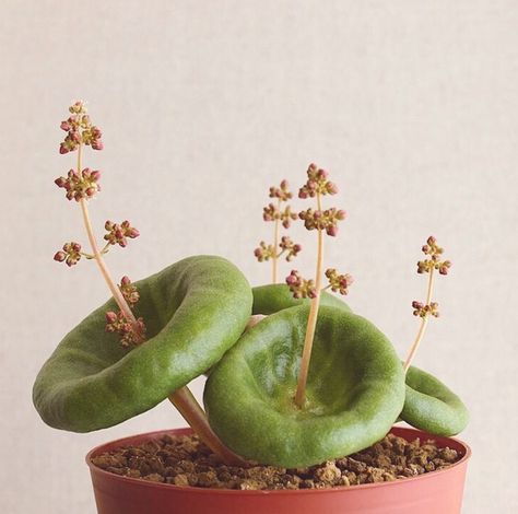 I am not sure why the Venus flytrap is spelled incorrectly in this? Who knows? Crassula Umbella, Weird Plants, Seni Origami, Have Inspiration, Unusual Plants, Unique Plants, Cactus Y Suculentas, Pretty Plants, Cactus And Succulents