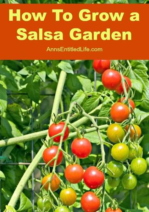 How To Grow a Salsa Garden; Growing a themed garden is a lot of fun and brings a bit of creativity to your garden. On a hot summer day, break out the chips and salsa with a pitcher of margaritas for a nice relaxing afternoon. How awesome would it be if all the ingredients for your homemade salsa were grown right in your own organic backyard garden? Here is how to grow a salsa garden this year. http://www.annsentitledlife.com/how-does-your-garden-grow/how-to-grow-a-salsa-garden/: Salsa Garden, Tomato Vine, Themed Garden, Landscaping Trees, Growing Tomatoes In Containers, Garden Growing, Garden Vines, Hydroponic Gardening, Growing Tomatoes