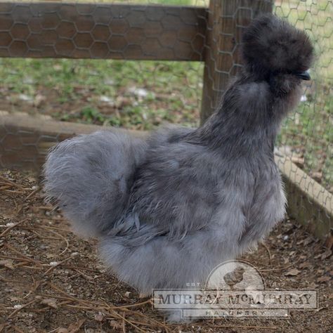 Murray McMurray Hatchery - Day-Old Baby Chicks Silkie Chickens Colors, Silkie Hen, Bantam Chicken Breeds, Silkie Bantam, Backyard Homestead, Poultry Equipment, Bantam Chickens, Interest Board, Day Old Chicks