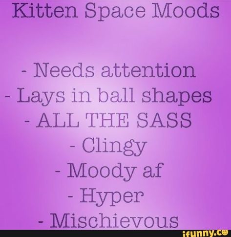 Kitten Space, Kitten Play Gear, Kitten Quotes, Kitty Play, Space Quotes, Mean Cat, Pet Play, Pet Spaces, Little Things Quotes