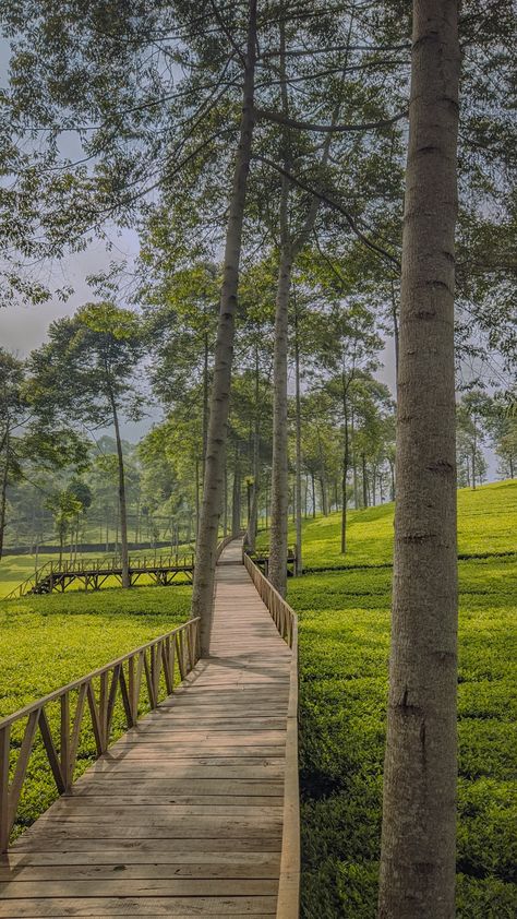 Pemandangan di Kebun Teh Panama, Wonosobo Morning Photography, Lead Generation Marketing, Dont Touch My Phone Wallpaper, Morning Vibes, Farm Lifestyle, Morning View, Nature Play, Natural Garden, Alam Yang Indah