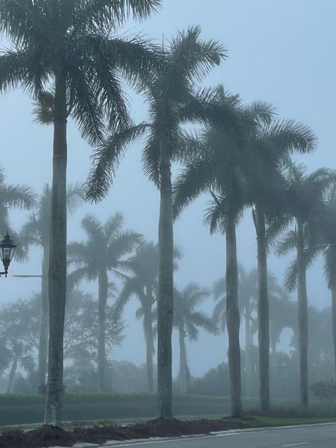 #florida #palmtree #rainy #rainyday Rainy Florida Aesthetic, Rainy Tropical Aesthetic, Rainy Beach Aesthetic, Beach Town Aesthetic, Rainy Beach, Miami Lifestyle, Summer Candle, Book Mood, Rainy Mood