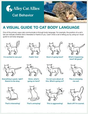 A Visual Guide to Cat Body Language | Alley Cat Allies Cat Body Language Signs, Cat Tail Language, Cat Body Language, Cat Guide, Puppy Schedule, Cats Facts, Tail And Ears, Cat Communication, Cat Area