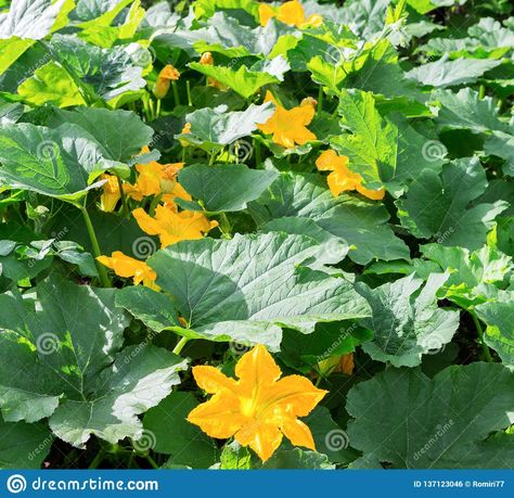 Pumpkin, Squash Plant. Squash, Courgette, Pumpkin, Vegetable Marrow Yellow Flower With Green Leaves Blossoming. Vegetable As A Stock Photo - Image of courgette, zucchini: 137123046 Vegetable Marrow, Squash Flowers, Pumpkin Paintings, Pumpkin Vegetable, Squash Plant, Pumpkin Squash, Garden Harvest, Inspo Pics, Chest Piece