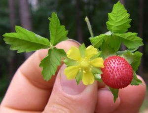 Mock Strawberry (also Indian Strawberry) image... Mock Strawberry, Wild Foraging, Strawberry Plant, Wild Onions, Berry Garden, Wild Food Foraging, Strawberry Flower, Growing Strawberries, Strawberry Plants