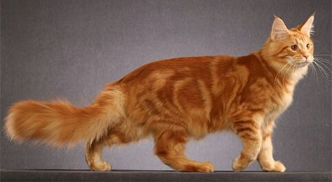 Maine Coon: Red Classic Tabby Red Mackerel Tabby Cat, Fluffy Cat Reference, Main Coone, Red Tabby Cat, Mackerel Tabby, Red Cats, Cat References, Huge Cat, Sun King