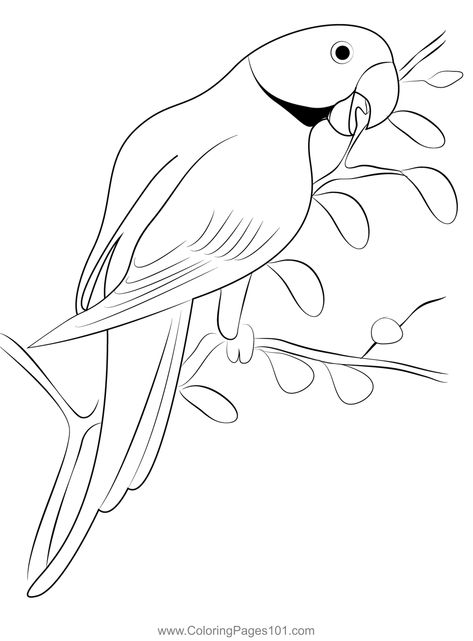 Indian Ring Neck Parrot Coloring Page Indian Ring Neck Parrot, Ring Neck Parrot, Indian Ring Neck, Parrot Images, Parrot Coloring Page, Zebra Coloring Pages, Sketch Outline, Parrot Drawing, Indian Ring