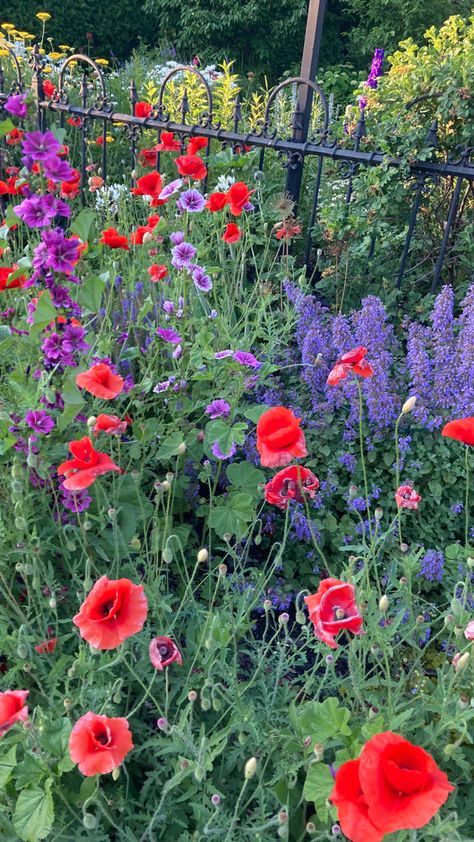 Poppies And Lavender, Terrace Plants, Desert Duo, Valley House, Lavender Garden, Life Series, Plant Ideas, Landscape Ideas, Pretty Flowers