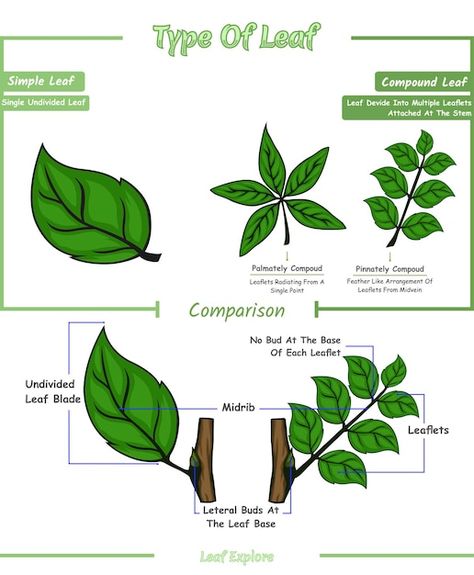 Type of leaf or different of simple leaf... | Premium Vector #Freepik #vector #education-tree #science #knowledge #science-education Levels Of Organization Biology, Science Knowledge, Leaf Structure, Simple Leaf, Biology Notes, Tree Leaves, Vector Photo, Botany, Biology