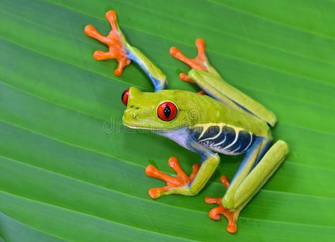 Rana Arbórea Roja Del Ojo En La Hoja Verde, Cahuita, Costa Rica Foto de archivo Red Eye Tree Frog, Red Eyed Frog, Tree Frog Tattoos, Frog Wall Art, Cahuita, Frog Tattoo, Green Tree Frog, Red Eyed Tree Frog, Decorative Wallpaper