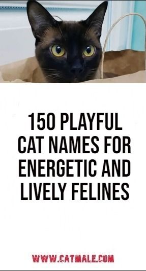 150 Playful Cat Names for Energetic and Lively Felines Calico Cat Names, Cats In Ancient Egypt, Cute Cat Names, Cat Massage, Cat Body, Cat Whiskers, To Cute, Curious Cat, Cat Tail