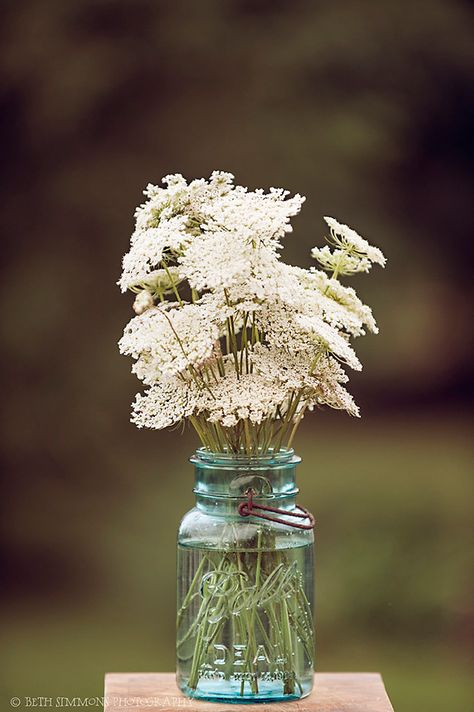 Queen Anne's Lace Wedding, Queen Anne's Lace Wedding Centerpieces, Queen Annes Lace Arrangements, Wedding Bouquet Queen Annes Lace, Queen Annes Lace Bouquet, Queen Anne's Lace, Queen Anne’s Lace Wedding Flowers, Queen Anne’s Lace Bouquet, Lace Bouquet