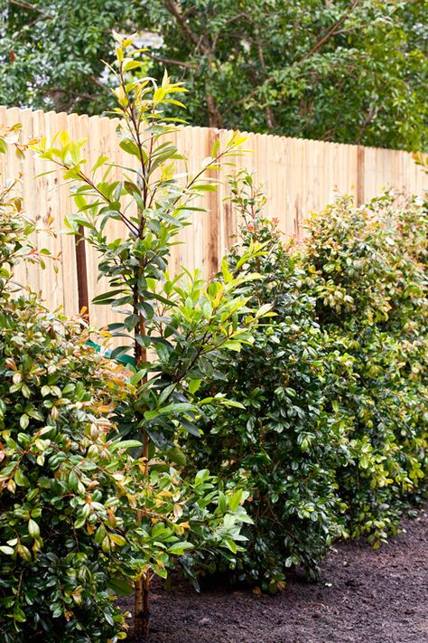 Lilly Pilly Tree, Lily Pilly Landscape Design, Lilly Pilly Hedge Landscape Design, Lily Pilly Hedge, Lilly Pilly Hedge, Growing Lillies, Lily Pilly, Hedges Landscaping, Snow Garden