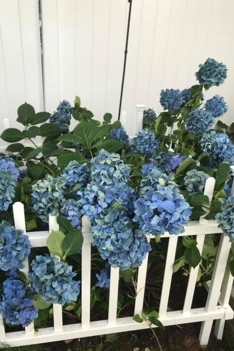 Hydrangea Falling Over After Rain (5 Solutions That Work) – Garden For Indoor Hydrangea Support Ideas, Transplanting Hydrangeas, Hydrangea Plant Care, Incrediball Hydrangea, Hydrangea Plant, Hydrangea Potted, Hydrangea Tree, Bigleaf Hydrangea, Smooth Hydrangea