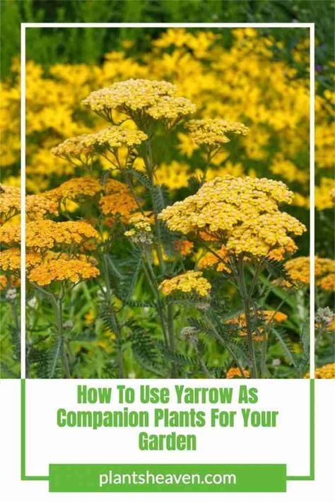 Yarrow Plant, Best Companion Plants, Companion Planting Vegetables, Yarrow Flower, Beginners Landscaping, Home Gardening Ideas, West Facing Garden, Asclepias Tuberosa, Beginners Gardening