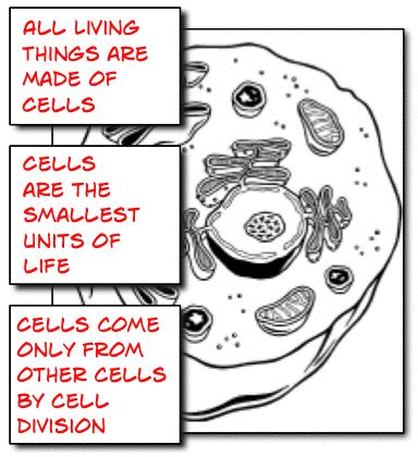 So tomorrow we kick off our study of cells with the first life science module, “What’s a Cell?” Students will work through the APK and Hook activities as well as partake in a cell… Microscope Activity, Teaching Cells, Life Science Middle School, Cell Theory, Science Cells, Cells Worksheet, Science Inquiry, 7th Grade Science, Biology Lessons