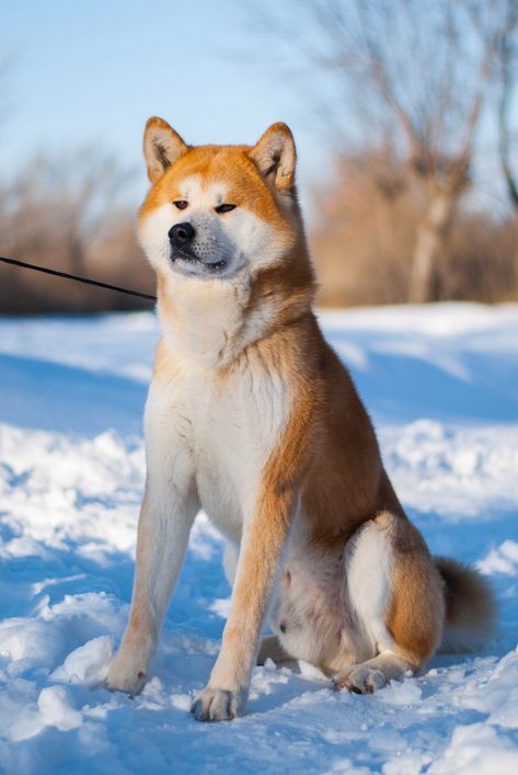 Akita Aesthetic, Akita Inu Dog, Poodle Black, Police Canine, Japanese Akita, Cute Shiba, American Akita, Akita Dog, Akita Inu