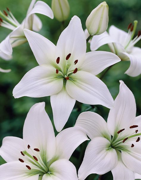 Lily Asiatic, Aesthetic Easter, White Lily Flower, Lilly Flower, Landscaping Inspiration, Paradise Garden, Asiatic Lilies, Moon Garden, Garden Aesthetic