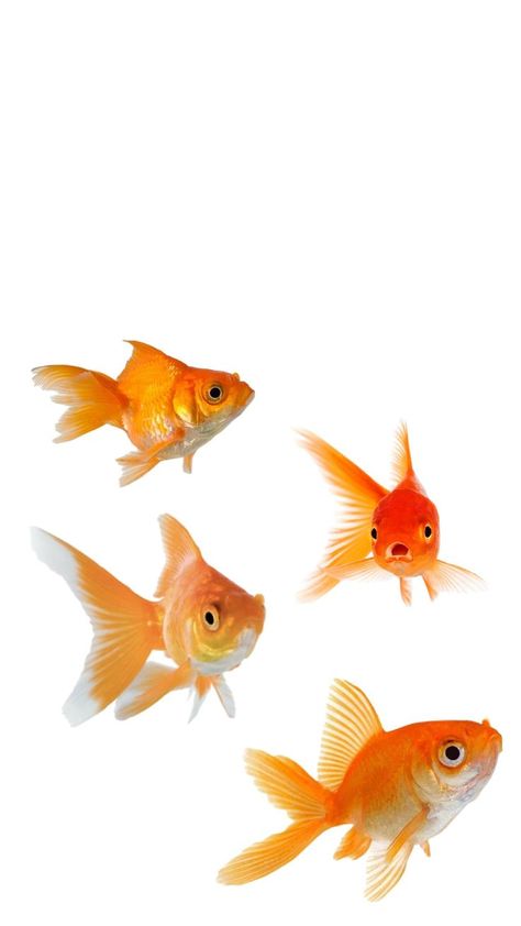 Gold Fish Wallpaper, Goldfish Wallpaper, Fish Png, Fish Icon, Scrapbook Printing, Cute Laptop Wallpaper, Fish Wallpaper, All Fish, Gold Fish