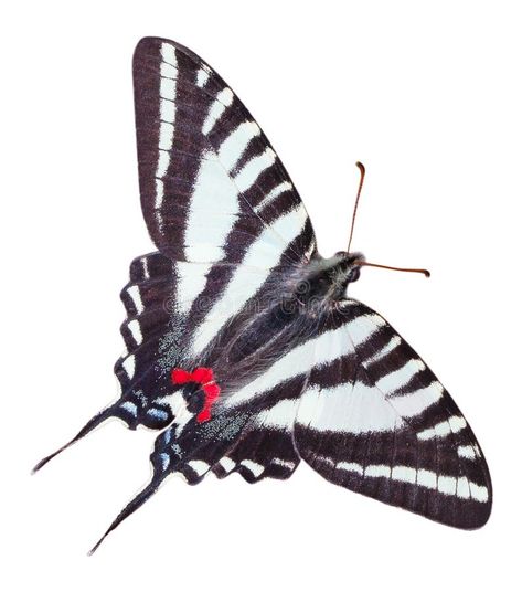 Zebra Swallowtail Butterfly Isolated royalty free stock photo Zebra Swallowtail Butterfly, Zebra Swallowtail, Zebra Butterfly, Swallowtail Butterfly, Butterfly Pictures, Bugs And Insects, Beautiful Butterflies, Bugs, North American