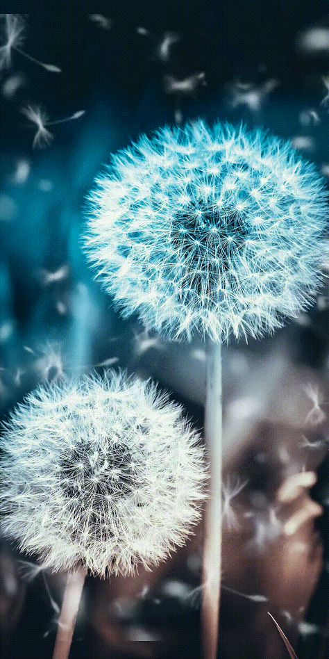 gif GIF в We Heart It Gif Background, Raindrops And Roses, Mandala Wallpaper, Blowing In The Wind, Black Background Images, Galaxy Phone Wallpaper, Beautiful Landscape Wallpaper, Beautiful Gif, Beautiful Nature Wallpaper