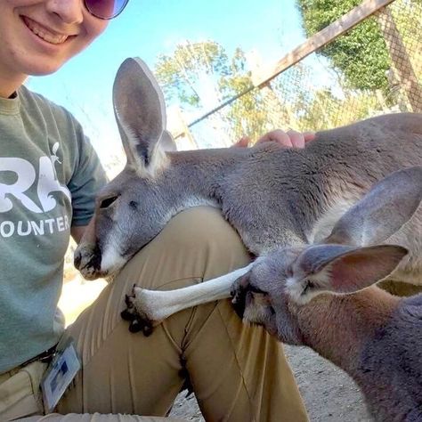 Zoo Worker Aesthetic, Volunteer Work Aesthetic Animals, Working With Animals Aesthetic, Animal Care Aesthetic, Wildlife Conservation Aesthetic, Zookeeper Aesthetic, Wildlife Biologist Aesthetic, Zoologist Aesthetic, Volunteer Work Aesthetic