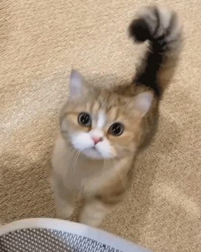 Kitty Kitten GIF - Kitty Kitten Cat - Discover & Share GIFs Cute Kitten Gif, Cute Cat Wallpaper, Kitten Gif, Cat Icon, Cute Cats And Kittens, Funny Cat Videos, Happy Cat, Pretty Cats