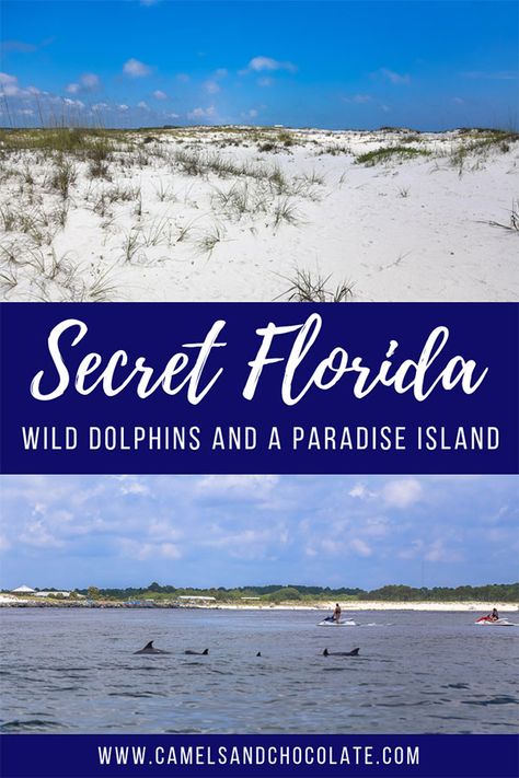 Secret Florida at Shell Island: Where the Dolphins Play - Camels & Chocolate: Travel & Lifestyles Blog Shell Island Florida, Beach Vacation Tips, Wild Dolphins, Beach In Florida, Shell Island, Panama City Beach Florida, Florida Photography, The Dolphins, Vacation Goals