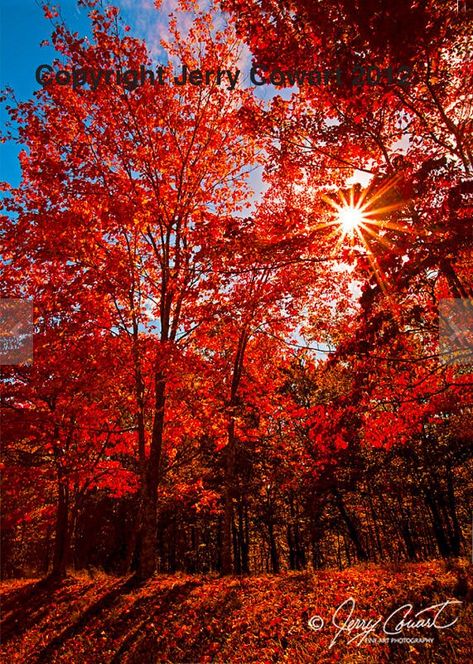 Autumn Scarlet Red Trees Photography Autumn Nature Fine Art Photography Print Colorful Autumn Leaves Wall Art decor as a Gift For the Home Title: Sun on Red Autumn Leaves SELECT A SIZE from pull down menu above. Print Size: 4x6 5X7 8x12 11x17 12x18 Canvas wraps are available on this photograph 15 greeting cards gift boxed  This photo was taken while visiting my daughter who lives in Murfreesboro, Tennessee. She took me out for several days of shooting photography and I fell in love with Tennessee. So many spectacular photo opportunities and not enough time to take all the ones I wanted to.  SINGLE CARD WHAT is included in this LISTING: 1. One white (felt) textured stock with elegantly embossed borders and diagonal corner slit mount that holds the fine art photograph  2. One acid-free clear Beautiful Fall Pictures, Red Autumn Leaves, Gods Masterpiece, Red Trees, Trees Photography, Murfreesboro Tennessee, Leaves Wall Art, Red Autumn, Photography Autumn