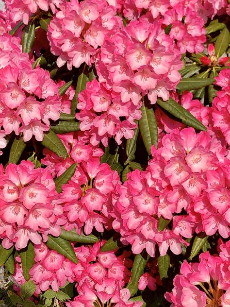 Beautiful Bright Pink Rhododendron 🌿🩷🌿🩷🌿 Lovely Rhododendron in our garden ☺️ May 2024 by Tove Anita (ToveAnita on Deviantart.com) Garden Core, Pink Rhododendron, May 2024, Bright Pink, Deviantart, Flowers, Pink, Nature