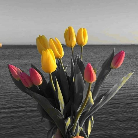 Tulips Photography, March Quotes, Floral Backgrounds, Color Splash Photography, Splash Photography, Colour Splash, Splash Color, Floral Background, Love Flowers