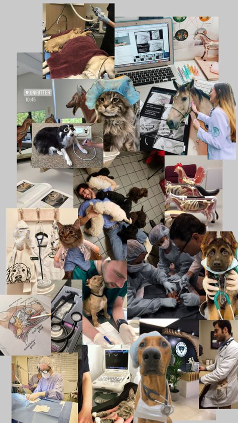 How To Study In Vet School, Vet School Outfits, Vet Athstetic, Veterinarian Vision Board, Vet Nurse Aesthetic, Veterinarian Aesthetic, Vet Pictures, Vet School Motivation, Veterinarians Medicine