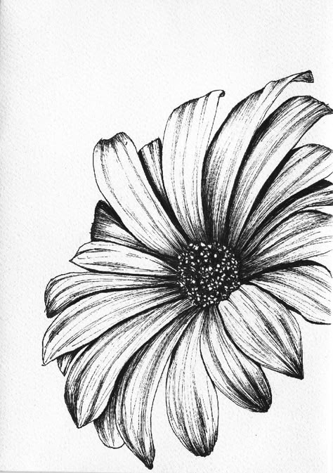 Realistic Daisy Drawing, Gerbera Daisy Tattoo Black And White, Gerbera Daisy Drawing, Gerbera Flower Drawing, Pencil Flower Drawings, Daisy Flower Sketch, Daisy Drawings, Daisy Sketch, Daisy Drawing