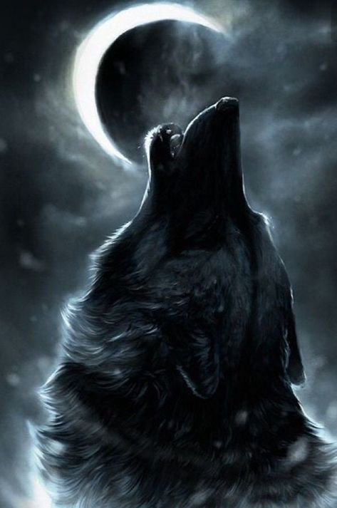 Howling At The Moon, Wolf Howling, A Wolf, The Moon, Moon, Black