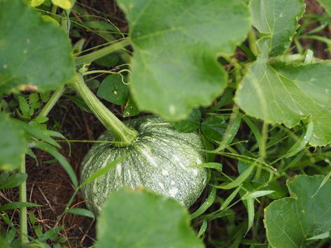 Growing Squash, Squash Plant, Squash Seeds, Organic Mulch, Common Names, Plant Cuttings, Winter Squash, Different Countries, All About Plants