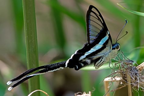 The Green Dragon-tail: Lamproptera meges Green Dragontail Butterfly, Dragon Tail Butterfly, Dragontail Butterfly, Butterfly Tattoos Images, Creature Inspiration, Dragon Fairy, Butterfly Family, Dragon Tail, Butterfly Species